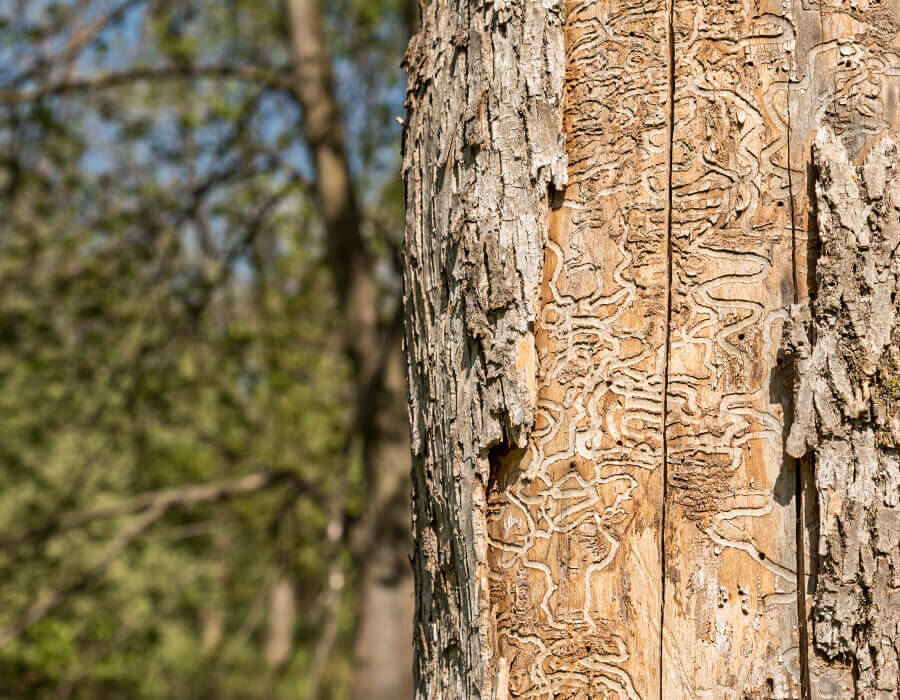 Wisconsin Oak Tree Removal: Costs & Reasons