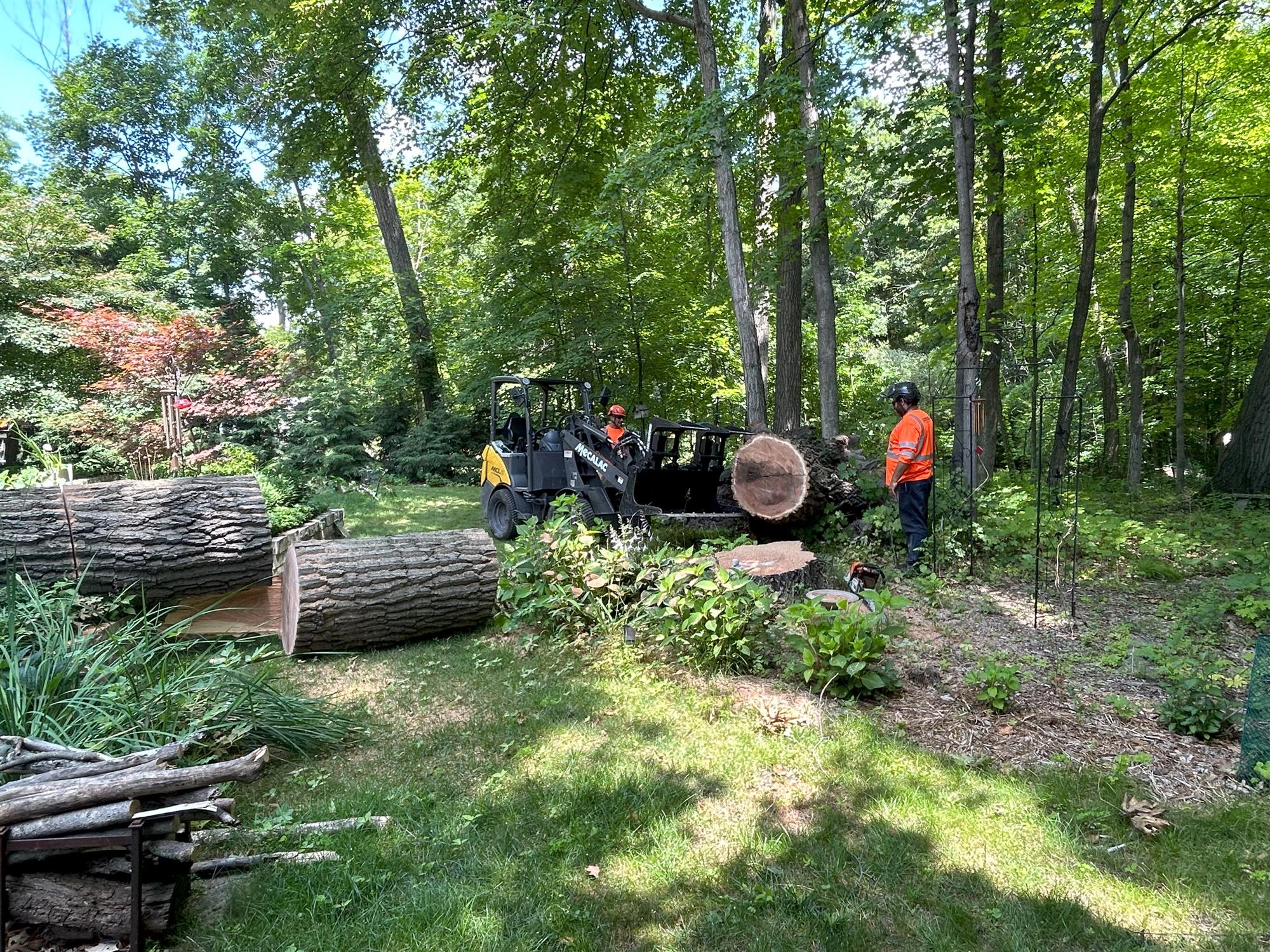 CutNGo is the premier tree removal company in Hales Corners