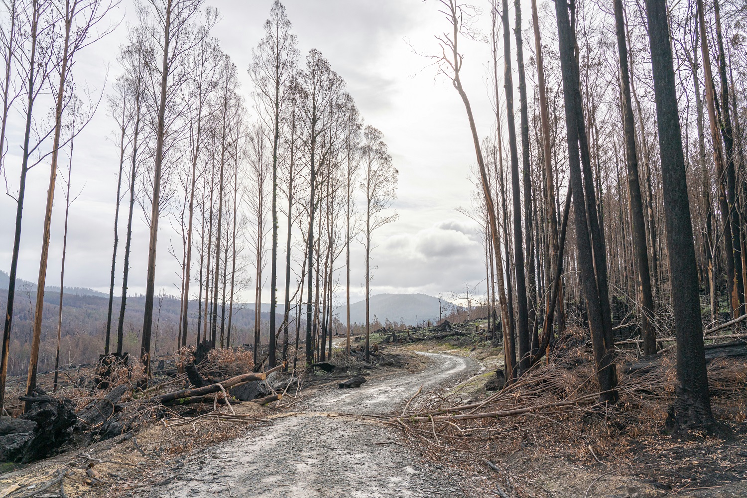 Forestry mulching services in Wisconsin