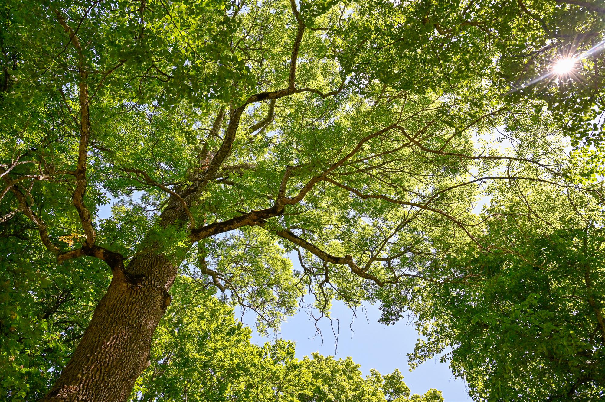 Ash Tree Removal in Southeast WI